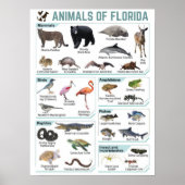 Dieren van Florida, florida usa wild lide Poster (Voorkant)
