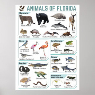 Dieren van Florida, florida usa wild lide Poster