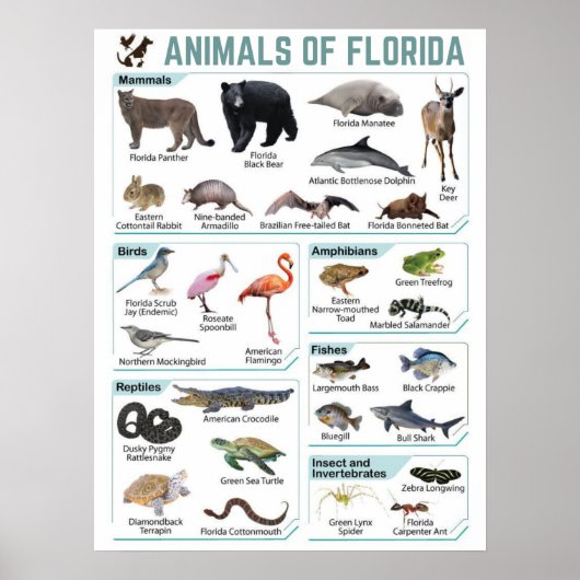 Dieren van Florida, florida usa wild lide Poster (Voorkant)