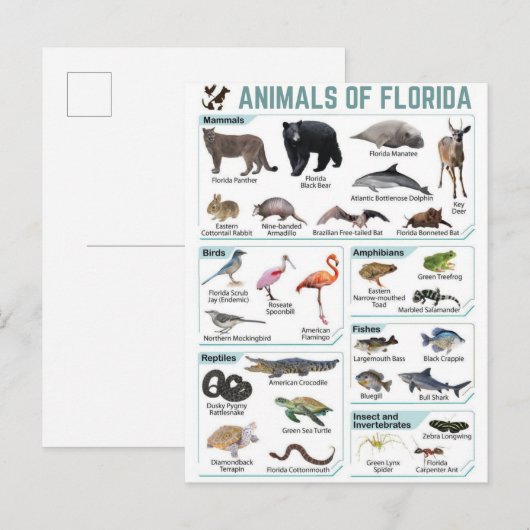 Dieren van Florida, Florida USA wilde lide Briefkaart (Voorkant / Achterkant)