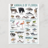 Dieren van Florida, Florida USA wilde lide Briefkaart (Voorkant)