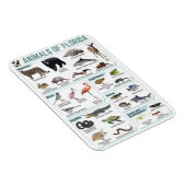 Dieren van Florida, Florida USA wilde lide Magneet (Rechterzijde)