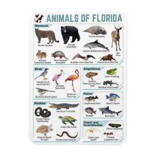 Dieren van Florida, Florida USA wilde lide Magneet
