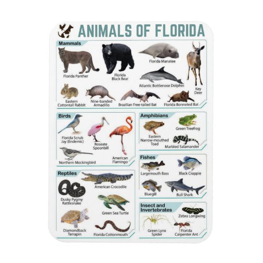Dieren van Florida, Florida USA wilde lide Magneet (Verticaal)