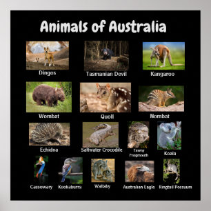 Dieren van het Australische Poster