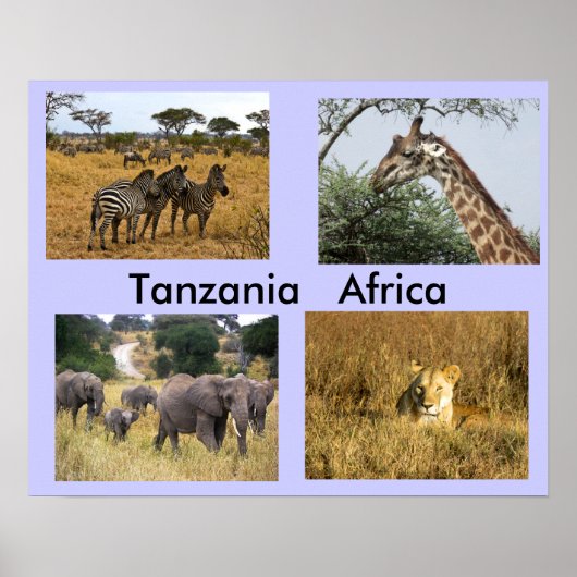 Dieren van Tanzania Africa Poster (Voorkant)