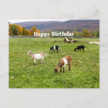 Dieren veresteren Vermont Foto van Birthday
