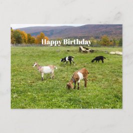 Dieren veresteren Vermont Foto van Birthday Briefkaart