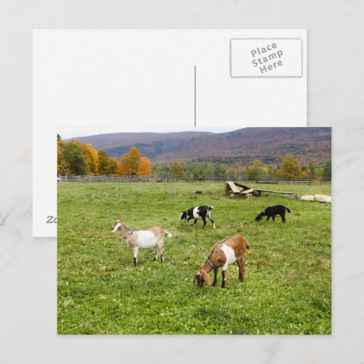 Dieren verteren foto briefkaart (Voorkant / Achterkant)