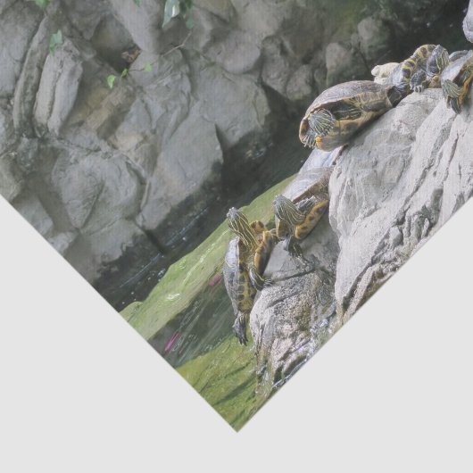 dieren, water, schildpadden, stenen, bloemen, natu tissuepapier (Detail)