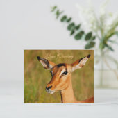 Dierenbegroeting Impala safari Briefkaart (Staand voorkant)