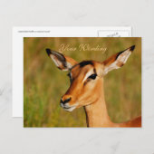 Dierenbegroeting Impala safari Briefkaart (Voorkant / Achterkant)
