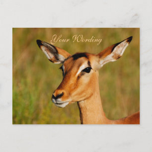 Dierenbegroeting Impala safari Briefkaart
