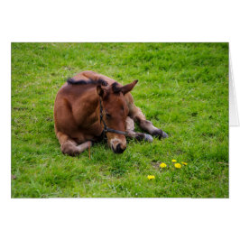 Dierenbegroetingskaart, blanco binnenin.