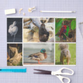 Dierenfoto's Flamingo Gorilla Papegaaien Koala Een Tissuepapier (Craft)