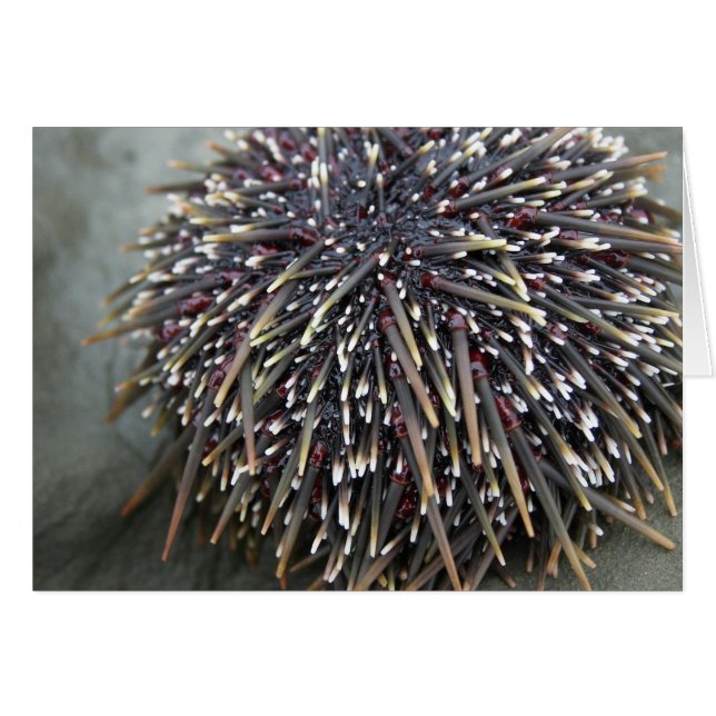 Dierenkaarten, Zee Urchin (Voorkant Horizontaal)