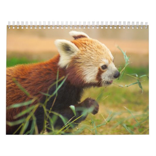Dierenkalenders 20 kalender (Hoes)