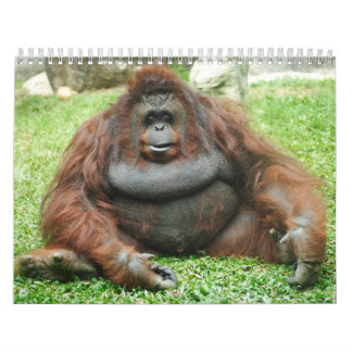 Dierenkalenders 24 kalender