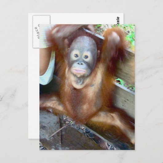 Dierenongeval met Baby Briefkaart (Voorkant / Achterkant)