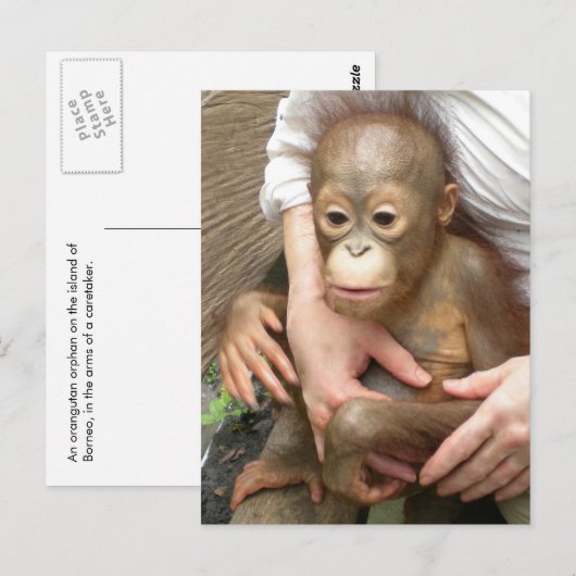 Dierenorfine Briefkaart (Voorkant / Achterkant)