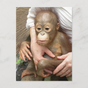 Dierenorfine Briefkaart