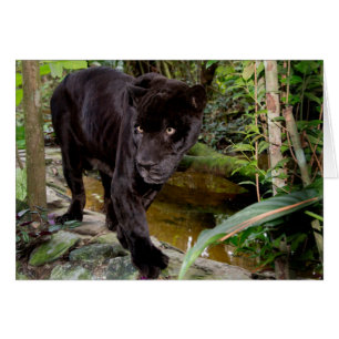 Dierenpark Belize City. Zwarte panter