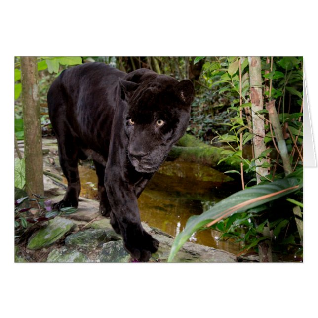 Dierenpark Belize City. Zwarte panter (Voorkant Horizontaal)