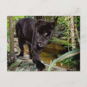 Dierenpark Belize City. Zwarte panter Briefkaart