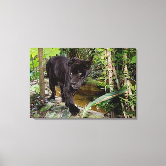 Dierenpark Belize City. Zwarte panter Canvas Afdruk (Voorkant)