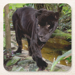 Dierenpark Belize City. Zwarte panter Kartonnen Onderzetters