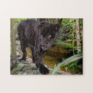 Dierenpark Belize City. Zwarte panter Legpuzzel