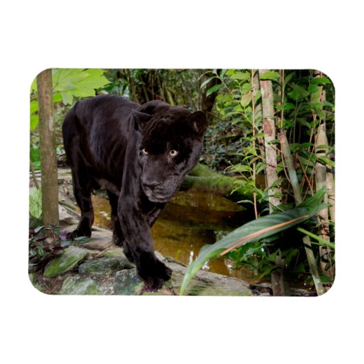 Dierenpark Belize City. Zwarte panter Magneet (Horizontaal)