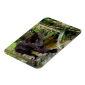 Dierenpark Belize City. Zwarte panter Magneet (Linkerzijde)