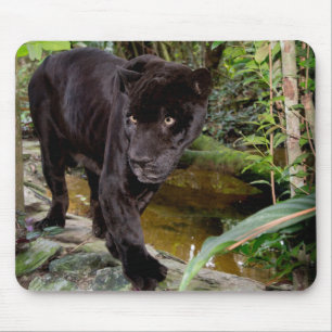 Dierenpark Belize City. Zwarte panter Muismat
