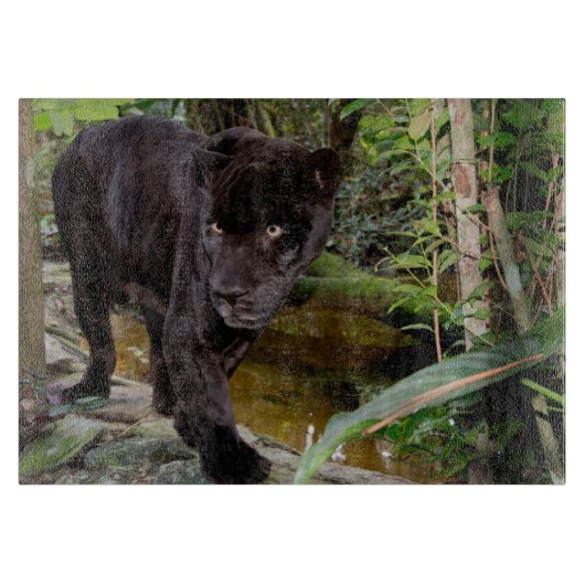 Dierenpark Belize City. Zwarte panter Snijplank (Voorkant)