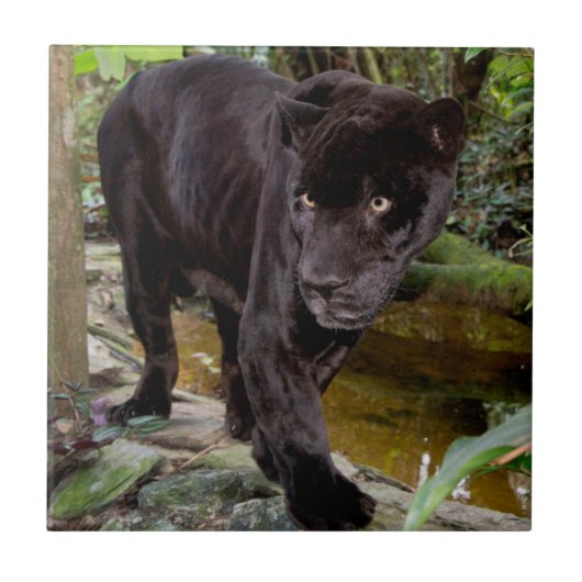 Dierenpark Belize City. Zwarte panter Tegeltje (Voorkant)
