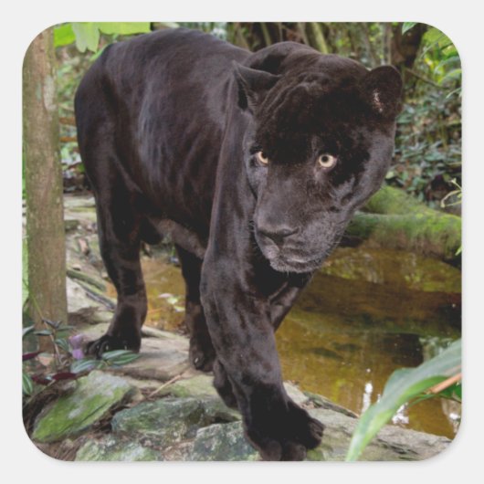 Dierenpark Belize City. Zwarte panter Vierkante Sticker (Voorkant)
