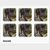 Dierenpark Belize City. Zwarte panter Vierkante Sticker (Vel)