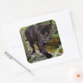 Dierenpark Belize City. Zwarte panter Vierkante Sticker (Envelop)