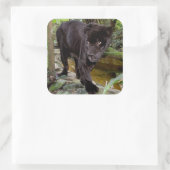 Dierenpark Belize City. Zwarte panter Vierkante Sticker (Tas)