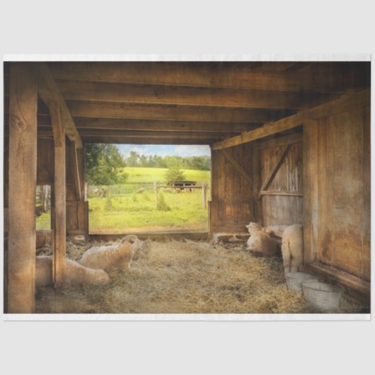 Dierenschapen - telende schapen tissuepapier (Voorkant)