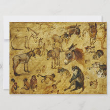 Dierenstudies: Donoren, apen, katten en honden