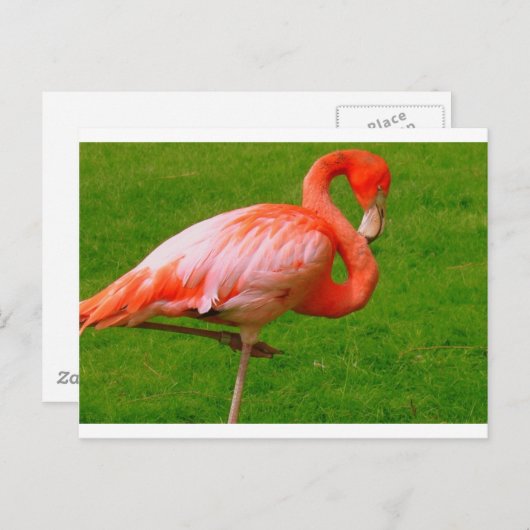 Dierentuin Briefkaart (Voorkant / Achterkant)