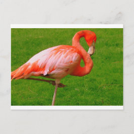 Dierentuin Briefkaart