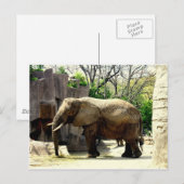 Dierentuin Dieren Briefkaart (Voorkant / Achterkant)