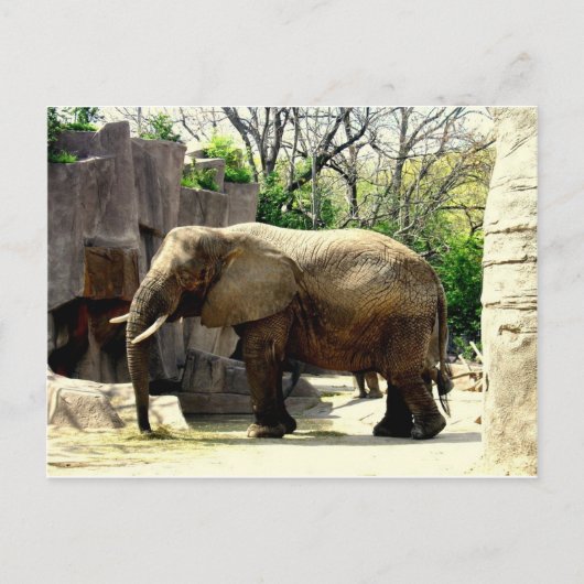 Dierentuin Dieren Briefkaart (Voorkant)