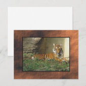 dierentuin, tijger briefkaart (Voorkant / Achterkant)