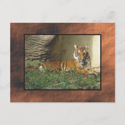 dierentuin, tijger briefkaart (Voorkant)