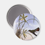 Dierentuin uit de victoriaanse tijd, Kolibrie Voge Magneet (Voorkant / Achterkant)