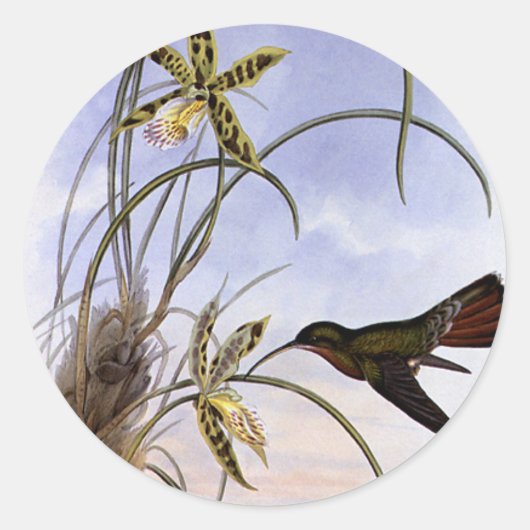 Dierentuin uit het verleden, Kolibrie Vogel Orchid Ronde Sticker (Voorkant)